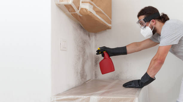 Professional Basement Mold Remediation technician working in Ault, CO