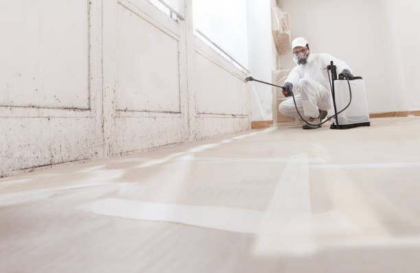 24/7 Emergency Basement Mold Remediation experts in Ault, CO