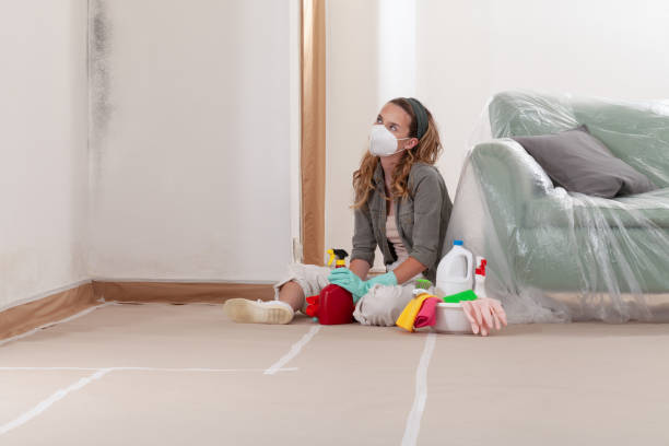 Reliable Basement Mold Remediation contractor in Ault, CO by Mold Remediation HQ