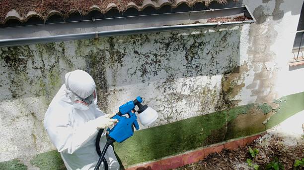 Top rated local Basement Mold Remediation specialists in Ault, CO